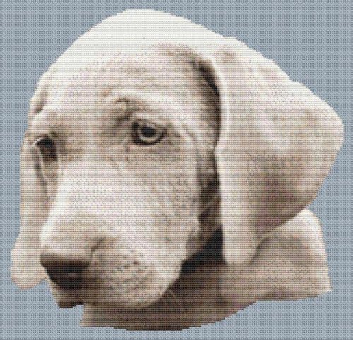(image for) Weimaraner Puppy